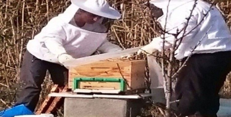 Kent Bostanları'nda çiçek balı üretildi
