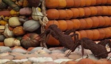 ABD'de 90 binden fazla balkabağının bulunduğu sergi açıldı