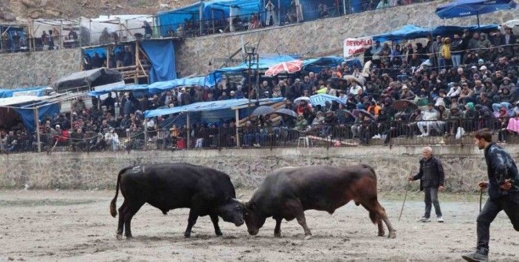 Artvin’de ilkbaharın habercisi boğa güreşleri başladı