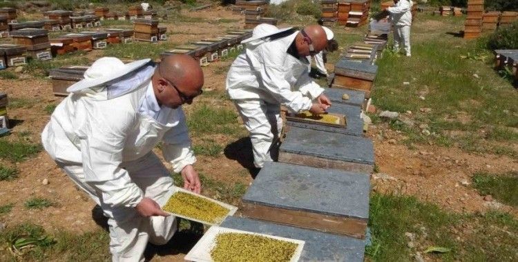 Bahar meyvesini verdi: Şifa deposu polende hasat başladı