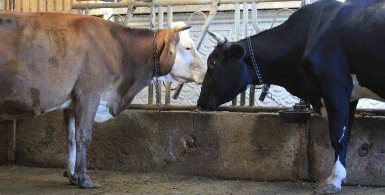 Kırmızı Et Üreticileri Birliği, Güney Amerika’dan hayvan ithalatı planlıyor
