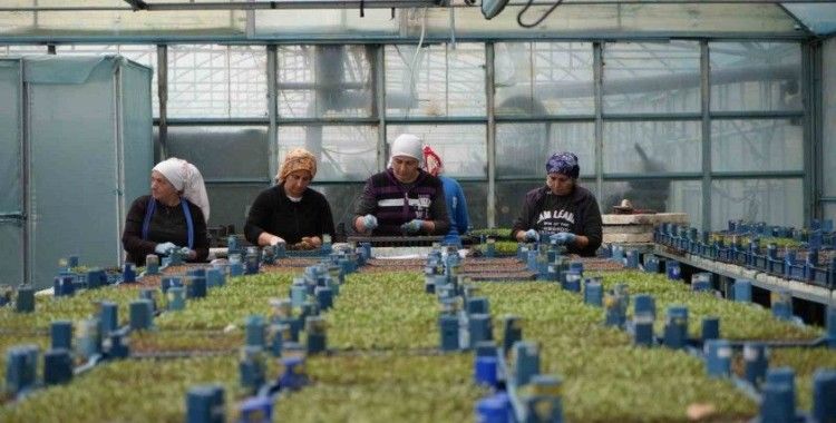 Erzincan seracılıkta hedefini büyütüyor