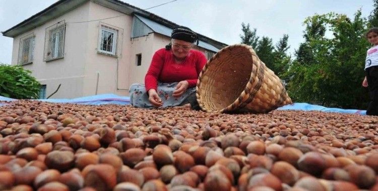 AB ülkelerine 12 bin 851 ton fındık gönderildi