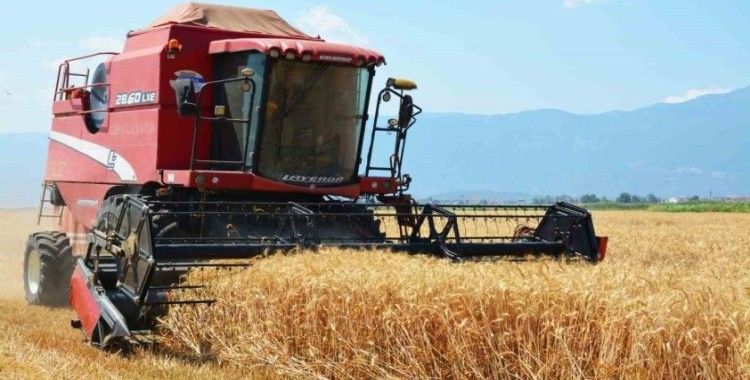 Edremit’te buğday hasadı başladı