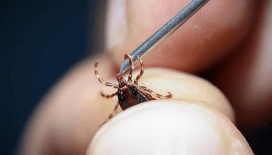 Sivas'ta keneden bir kişi daha öldü: Hayatını kaybedenlerin sayısı 8 oldu