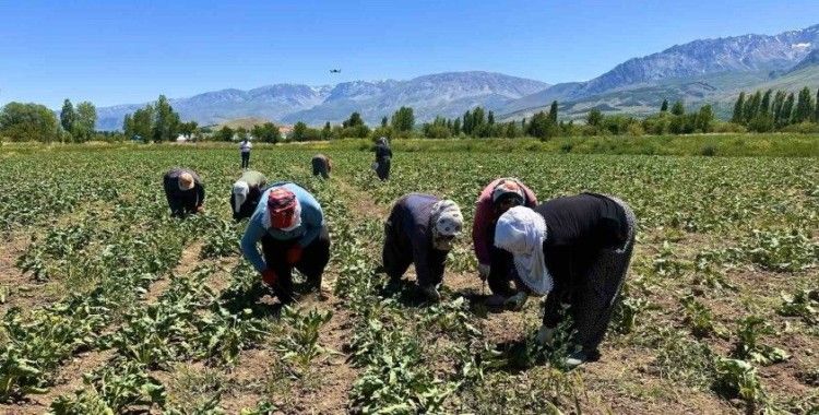 Erzincan’da kadın tarım işçileri güneşin altında alın teriyle pancar üretiyor