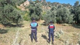 Ormanlık alanda mangal yakan 2 kişi yakalandı
