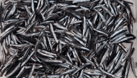 Hamsi yılın ilk yarısında 19 ülkeden alıcı buldu