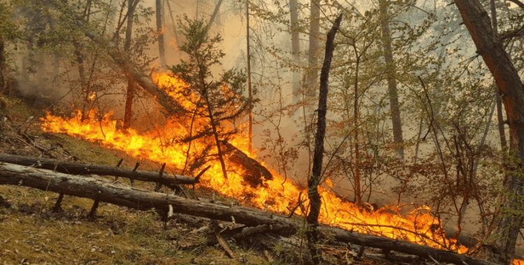 Karabük'te orman yangını çıktı: Evler tahliye edildi