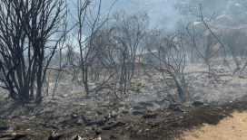Beykoz'daki ormanlık alana havai fişek atmıştı: Tutuklandı