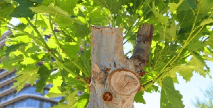 Tedavi edilen ağaçlar yeniden yeşerdi