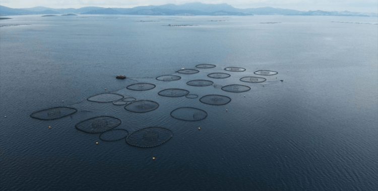 Su ürünlerinde üretim planlamasında olan tür sayısı 16'ya çıktı