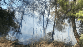 Manavgat'ta orman yangı: Rüzgarın etkisiyle alevler yayıldı