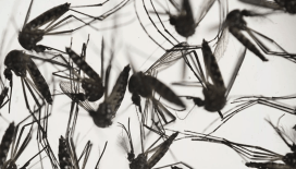 Sivrisinek kaynaklı virüs yeniden ortaya çıktı: 6 yıl sonra ilk 'Chikungunya' vakası tespit edildi