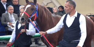Tüm zamanların rekorunu kırdı: Hızlı Yasin isimli Arap tayı 10 milyon 500 bin liraya satıldı