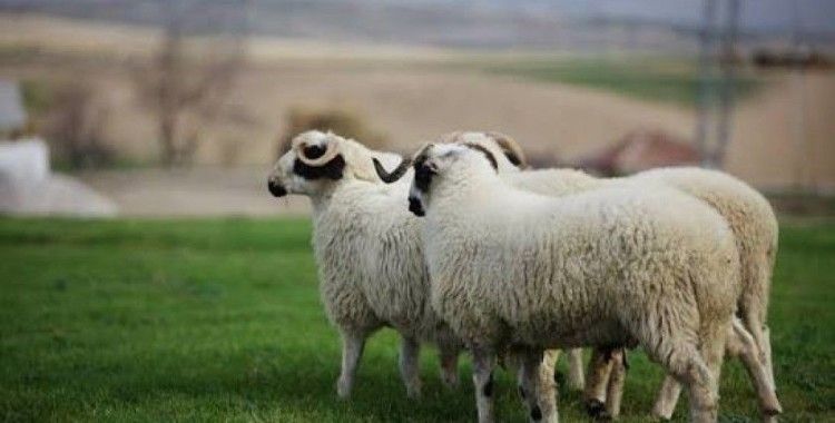 Yunanistan'da yüz binlerce koyun ve keçi salgında itlaf edildi: Koyun çiçeği